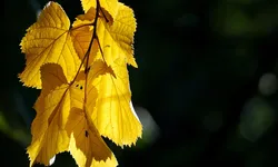 appuntamenti, mese, ottobre