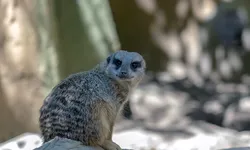 Vigilanza