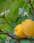 Vecchio Limone