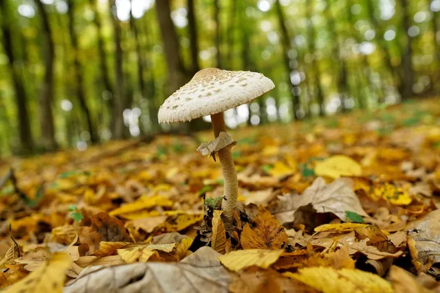 gli appuntamenti di ottobre 2018