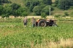 7306-agricoltura-il-dossier-del-mipaaf-sulle-scelte-per-la-pac-2014-2020-696x458